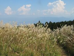 秋の葛城山そよ風に揺れるススキの大平原パノラマ