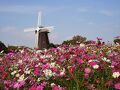 2023　花博記念公園のコスモス散歩