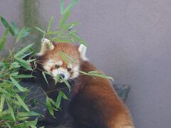 レッサーパンダはかわゆい !!! 徳山動物園
