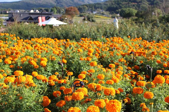 茨城県石岡市にある、フラワーパークへ行ってきました。<br />以前から、こちらのバラを見に行きたいと思っていて、<br />ようやく行くことが出来ました。<br /><br />秋バラを目当てに行ったら、<br />ダリアやマリーゴールドまで見ることができました。<br />どの花も美しく、見応えがありました。