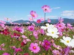 2023年･亀岡夢コスモス園へ！
