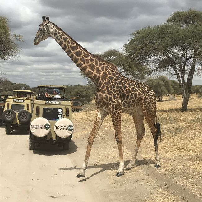 ANAマイル・ビジネスクラス・世界一周タンザニア編