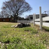 あったかいお湯とかわいいわんこをもとめて鳥取と島根へドライブ旅