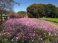 「深谷グリーンパーク」のコスモス_2023(2)_花壇一つだけ満開見頃、他は咲き始めでした（深谷市）