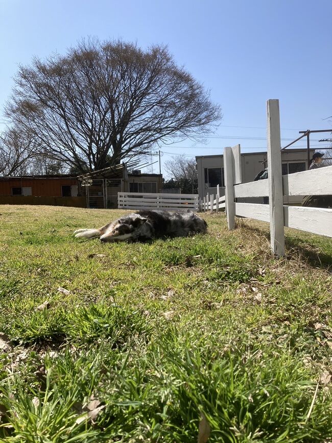 3/18　まだまだ寒いなぁということで、温泉をもとめてぶらぶらドライブ旅へ。<br />まずは般若寺温泉につかり、かわいい看板犬に癒されての旅のはじまり。<br />一泊目は鳥取で。<br />3/19　二日目はかわいい犬に会いに大山トムソーヤ牧場へ。<br />その後、玉造温泉で湯につかり、器を買ったり。<br />島根県立美術館で美しい夕日を見て、島根で一泊。<br />3/20宍道湖のほとりの喫茶店でモーニングを食べて、出雲大社へお参りして帰宅。