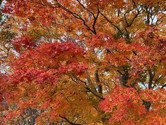 八雲温泉おぼこ荘　知内温泉旅館　清龍園　TOYA乃の風リゾート　びっくり雪虫！前編