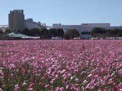 キリンコスモス園～おばちゃん３人組、おしゃべり＋甘味を求めて福岡県南ドライブ①～