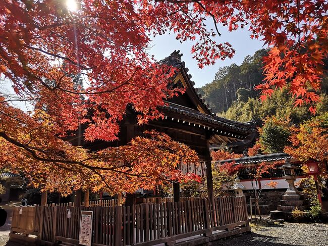 秋の京都②自転車で亀岡散策。鍬山神社→コスモス園→穴太寺