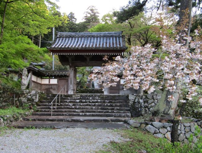 近畿地方の寺社巡りを中心として、かねてから行きたいと思っていたスポットを きままに巡る旅です。<br />寺社巡りに加え、関ヶ原、醒ヶ井、山崎などを計９日間（フェリーを除き実質６日間）の旅です。<br />〔№１〕は、1日目・苫小牧から 3日目・関ヶ原までの旅行記です<br />＊表紙は、悉地院（しっちいん）の山門と桜<br /><br />【行程】<br />１日目: 札幌 → 苫小牧 →（船中泊）<br />２日目: → 敦賀 → 伊吹（車中泊）<br />３日目: 関ヶ原 → 醒ヶ井 → 米原 → 八日市（泊）<br />４日目: 八日市 → 草津 → 山科 → 京都（泊）<br />５日目: 高雄 → 宝塚（泊）<br />６日目: 宝塚 → 三田 → 加古川 → 姫路（泊）<br />７日目: 姫路 → 加古川 → 有馬温泉（泊）<br />８日目: 有馬 → 山崎 → 舞鶴 →（船中泊）<br />９日目: → 小樽 → 札幌<br />＊1～4日まで１人旅、4日目夕方に京都で合流し二人旅です。