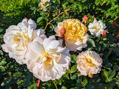 神代植物公園のバラが見頃です♪