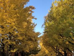 札幌の秋　北大金葉祭　他