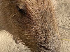 念願の長崎バイオパーク