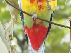 キャンベルタウン野鳥の森(日帰り)