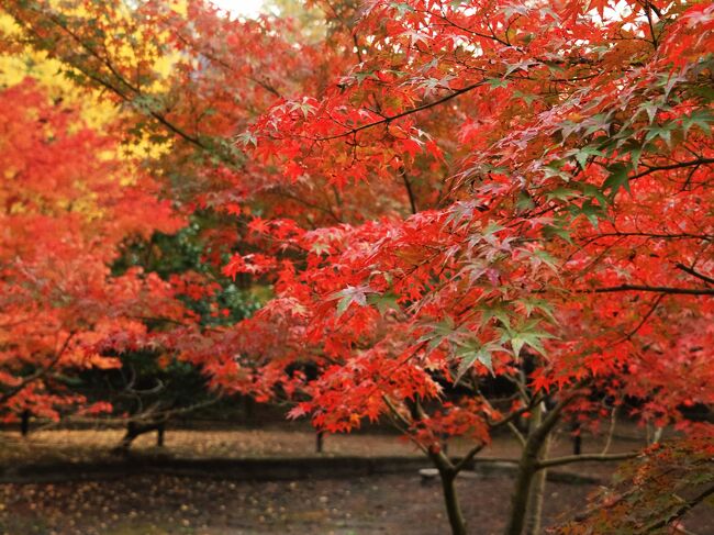 岐阜県土岐市の曽木公園。紅葉のライトアップが間もなくスタートします。近くには、温泉施設のあります。国道363号線沿いにあります。