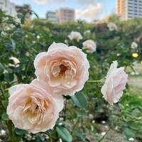 ２０２３ 秋のバラ園散歩♪＠靱公園　見頃をかなり過ぎていたので、イルミネーション輝く心斎橋へ☆.。.:*・゜