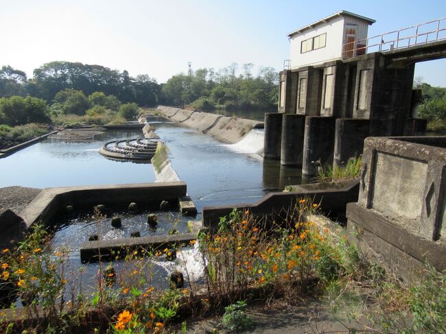 狭山市民大学の「狭山の歴史講座」の第６回校外学習は、入間川の北西部にある「笹井・根岸地区」。<br />今回の行程は、《狭山市駅西口広場 ⇒ 笹井堰 ⇒ 笹井白鬚神社 ⇒ 宮地遺跡 ⇒ 瀧不動 ⇒ 宗源寺 ⇒ 水富公民館（休憩）⇒ 明光寺》で、約８千歩でした。<br />写真は、入間川に造られた「笹井堰」・・・この周辺で、太古のロマンを感じさせるアケボノゾウやメタセコイアの化石が発掘されました。