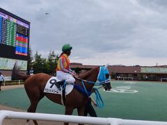 夏の札幌馬旅