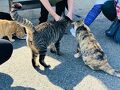 たくさんの猫ちゃん達に癒される島　福岡県新宮町　相島（あいのしま）