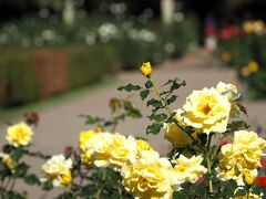 11月の東京・秋バラを見に神代植物公園へ、そして深大寺参拝