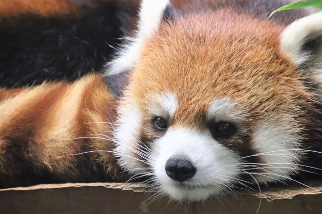 我が地元の埼玉こども動物自然公園（略して「埼玉ズー」）生まれのレッサーパンダの子供たちもすっかり年頃になりました。<br />そしてついに、セイのお婿入り先が決まりましたが、それはSNS投稿が多く気軽に行きやすい国内でなく、ソウルの動物園！<br />セイが旅立つ日取りも決まりましたが、私が月イチ埼玉ズーの訪問で11月に行こうと思っていた日に間に合うので、この日はなるべくゆっくりセイに会っておこうと思いました。<br />でも、この日11月４日のセイは、あまり写真が撮りやすくない室内展示でした。<br />埼玉ズーの室内展示のレッサーパンダは、笹を食べている時と寝ている時以外は、ずーっとせわしなく床を歩いていて、シャッターチャンスがほとんど皆無なのです。<br />ただ、セイは、のんびりマイペースなので、時々動きはスローモーション（笑）。<br />それに、本日も11時30分から「レッサーパンダのおはなし」イベントがあり、飼育員さんのトークの後は、室内のセイにリンゴ２切とリンゴが入ったフィーダーの差入れがありました！<br />せっかくのリンゴタイムも決して撮影しやすかったわけではないのです。<br />でも、セイはリンゴが大好きでも全然がっつかないので、それじゃ絶対リンゴにありつけないんじゃないかって方法で、フィーダーを額でコロコロ転がしていて、まじ笑わせてもらいました@<br />でも、さすがのセイも、リンゴの匂いはするのになかなかゲットできないので苛立ちを見せ、途中であきらめてしまいました（苦笑）。<br />見学者の中には、あれって意地悪？<br />なんて言ってた人もいましたが、いやいやいや、野生下ではそう簡単に食べ物にありつけないので、飼育下でも食べ物にありつくのに手間ひまかかるようにするのは、動物が退屈する時間の少しでも短くするエンリッチメントですってば。<br /><br />この日のレッサーパンダの屋外展示当番はセイの母親のハナビちゃんだったので、ハナビちゃんの方が写真が撮りやすかったです。<br />とはいえ、埼玉ズーのレッサーパンダの屋外展示場も写真を撮るには死角や障害物が多いので、シャッターチャンスはそうたくさんあるわけではないのですが、笹を食べている時のハナビちゃんの表情の変化が、瞬間をとらえる写真ならではこそ、捉えることができました。<br /><br />セイの姉のリンちゃんは第２屋外展示場で、一番写真が撮りにくかったけれど、今回はレッサーパンダ展示場でゆっくりしていたので、リンちゃんの写真がぎりぎり撮れた瞬間が３度ほどありました。<br /><br />もともとこの日に11月の埼玉ズー再訪を決めたのは、連休なので宿泊を伴う遠征は避けたせいですが、ちょうどオーストラリアフェアの日で、前園長さんによる、埼玉ズーのコアラが来た時のことがテーマの特別講演を聴きたかったからでした。<br />それは期待以上に面白くて、大変興味深かったです。<br />その時に使われた昔の写真のスライドは、撮影はOKでしたがSNSなどの投稿はNGなので、この旅行記では、講演内容の一部を記憶をたどってメモするにとどめました。<br />私はオーストラリアフェアでは、動物グッズなどのワークショップ・物販コーナーもありました。<br />そのコーナーの営業終了に近い時間に覗きに行ったので、体験ものはできませんでしたが、ちらしで目をつけていたもの、他人が身に付けていて可愛いと思ったものなどを買ってしまいました！<br />それから顔見知りの動物園ファンさんが、私がレッサーパンダ・ファンであることを知っていて、七宝焼のレッサーパンダのストラップ、ラスト１だったので先に買っておいてくれました！<br /><br />今回はあちこち歩き回れなかったのは、レッサーパンダのセイに少しでも長く会っておきたいと思ったのと、昼前、ちょっと気持ち悪くなってしまい、無理はできないと思ったせいもありました。<br />だぶんそれは血糖値が下がったせいかも知れず、幸い、持参のパンを食べて胃薬も飲んだらまもなく治り、あとはぴんぴんしてました。<br />でも、そのため東園は夕方まで行けなかったため、今回クオッカやカピバラには会いに行けず、コアラも、写真が撮れたのは、外に出ていたソラくんだけとなりました。<br />ほんとはソラくんが飼育員さんのお迎えでお部屋に帰るところが見たかったのですが、それは飼育員さんの作業の都合で閉園後になったようです。<br />もっとも11月ともなれば夕方暗くなるのが早く、16時半からどんどん暗くなったので、ソラくんのお帰りがあっても、撮影は無理だったろうと思います。<br /><br />今回は講演会もあって、それが２番目当てだったので、時間がバッティングした秋のアニマルステージも見れず、キリンテラスにも行けませんでした。<br /><br />でも代わりに、北園ではこれまでよりゆっくり過ごせました。<br />特に、葛西水族館から20羽のフンボルトペンギンを預かって一気ににぎわいを増したペンギンヒルズでのペンギンの食事シーン。<br />それから「エコハウチュー」も、久しぶりに夜の世界も含めてじっくり回りました。<br />また、講演会の後、東園に移動する前にコツメカワウソたちに会いに行き、ロクくんとツクネちゃんの仲良しぶりと、ツクネちゃんの流しカワウソが見られました！<br />それと、時間的にちょうどよかったので、なかよしコーナーでモルモットのお帰り橋だけは見学できました。<br />もっとも今回は三日連休中でやはりお客さんが多かったので、写真自体は前回の方がよく撮れました。<br /><br />というわけで枚数が多くなってしまいましたが、今回の埼玉ズー再訪の旅行記は前後編に分けず、１本にまとめてしまいました。<br />ラストはオーストラリアフェアの物販店の様子や買ったものの写真としました。<br />今回は埼玉ズーオリジナルの来年のカレンダーも買いました。<br />毎年楽しみにしているので見本も見ずに買いましたが、帰宅して改めて見てみたら、2023年７月立て続けに亡くなってしまったコアラのジンベランちゃんと赤ちゃん、それからソウルに行ってしまうセイの写真があって、これまでにも増して貴重なカレンダーとなっていました。<br /><br />埼玉こども動物自然公園の公式サイト<br />http://www.parks.or.jp/sczoo/<br /><br />＜タイムメモ＞<br />09:00　車で家を出る<br />09:30　駐車場入り待ち<br />09:40　第２駐車場に駐車<br />09:45　埼玉こども動物自然公園に年パスで入園<br />09:45-09:50　キリン売店でカレンダーを買う<br />09:50すぎ　案内所で講演会の受付<br />10:00-10:05　乳牛コーナー<br />（マヌルネコ展示場隣の放飼場のみ）<br />10:05　マヌルネコ（写真撮れず）<br />10:10-10:30　レッサーパンダ<br />（屋外ハナビ／第２屋外リン／室内セイ）<br />10:30すぎ-10:50　ペンギンヒルズ<br />（10:30～ペンギンのおはなし）<br />（営巣地エリアは途中まで入れた）<br />10:50-10:55　プーズー<br />（室内リラと2023年７月３日生まれのマツバ）<br />（屋外スミレ）<br />10:55-11:00　エコハウチュー<br />（スナネコ・カップルは寝ていて主にグンディ）<br />11:00-12:00　レッサーパンダ<br />（11:30～レッサーパンダのおはなし）<br />（おはなしの後に室内のセイのリンゴ）<br />12:00-12:05　フェネック<br />12:05-12:10　プレーリードッグ<br />12:10-12:20　レッサーパンダ<br />（主に屋外のハナビ）<br />12:20-12:30　レッサーパンダ展示場のそばで休憩<br />12:30-13:05　エコハウチュー<br />（夜の世界もゆっくり撮影チャレンジ）<br />13:05すぎ　シロフクロウ（寝てた）<br />13:10-13:15　レッサーパンダ（写真は撮らず）<br />（ヤブイヌは見当たらず）<br />13:15-13:20　乳牛コーナー<br />（マーラ展示場側の大人牛も）<br />13:30-15:10　コアラの日特別講演会<br />「埼玉にコアラがってきたin 1986」by 内海前園長<br />（予定では約60分／講演自体は15:00頃に終了）<br />15:20　えさやり体験コーナーのヤギ<br />15:25　なかよしコーナーへ＆スタンバイ<br />15:30-15:35　モルモットの橋わたり<br />15:35-15:45　コツメカワウソ<br />（ロクとツクネ／流しカワウソ）<br />15:50　東園へ<br />15:50すぎ-16:05　ワークショップ＆物販店で買い物<br />（16:00までのはずだが16:20くらいまで店は開いていた）<br />16:10-16:15　ソフトクリーム休憩<br />16:15-16:55　コアラ舎<br />（主にミナミコアリクイのチャオくんとシマオイワワラビー）<br />（女子コアラもピリーくんもほぼ寝てた）<br />（屋外ソラ／お迎えは閉園後）<br />17:00すぎ　動物公園を出る<br />17:20　駐車場を出発する<br />17:40　蔵の湯 鶴ヶ島に到着<br />（19:30～あかすり＆リンパオイル・エステ50分）<br /><br />※これまでの動物旅行記の目次を作成済。随時更新中。<br />「動物／動物園と水族館の旅行記～レッサーパンダ大好き～　目次」<br />http://4travel.jp/travelogue/10744070<br /><br />※そのうち、これまでの埼玉こども動物自然公園の旅行記のURL集は、この旅行記の末尾の２つの写真コメントにまとめました。