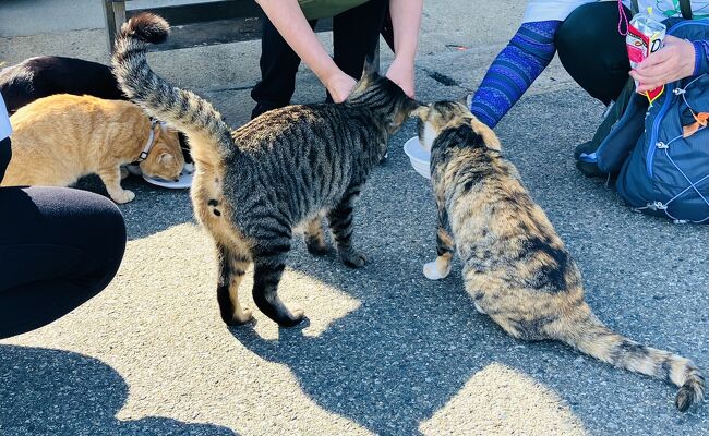 相島めぐり散策後、ランチして渡船場近くで猫ちゃん達と遊んできました♪<br />４人で女旅です。