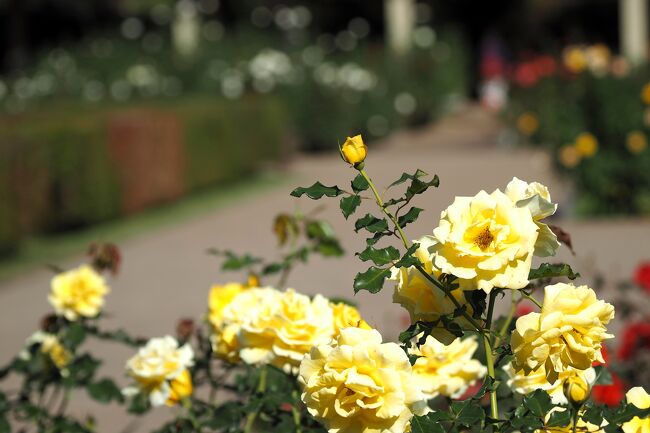 秋のバラも咲き始めてから時間が経ちましたが、<br />晴れる予報の本日、調布市の神代植物公園に秋バラを見に行ってきました。<br /><br />園内のバラ園ではまだ蕾のものもあったりして、<br />まだまだバラの花を楽しめそうです。<br /><br />神代植物公園は深大寺に隣接している広大な植物公園です。<br />JR三鷹駅または吉祥寺駅からバス、<br />また調布駅からもバス便があります。