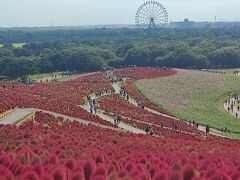 国営ひたち海浜公園