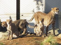 チビーター6兄妹ワチャワチャ【千葉市動物公園 2021/11/25】