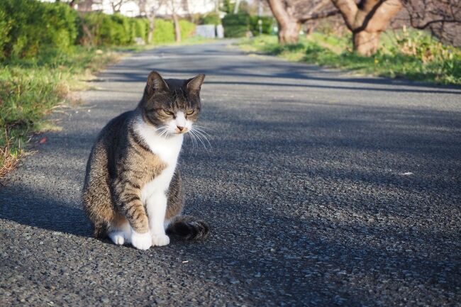 仕事で、南伊豆町役場を訪ねるコトになりました。南伊豆と云えば、伊豆半島の最南端。<br />今日は社用車で、ひたすら伊豆半島を南下して、進んでいくとします。。