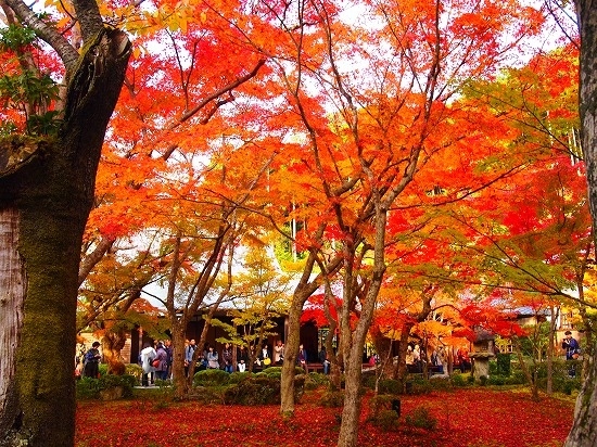 京都の紅葉3回目以降の方におすすめ、ちょっと穴場な紅葉巡り　　