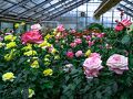 ローズヒルあまがせの秋薔薇　2023