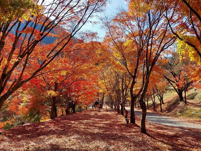 辰野へ行ったら毎年のように行っているもみじ湖へ。<br />もみじ湖は最近、大人気。今年から紅葉の見頃の時期はマイカーは通行止めになりシャトルバスに乗り換えることになったそうだ。それが今日から解禁になり、通れるようになった。<br /><br />もみじのトンネルは残念なことに半分くらい散ってしまってたけど、まだまだ真っ赤なトンネル♪<br />お天気がとっても良くて抜けるような青空に真っ赤な紅葉が良く映える♪白樺の白い幹、黄色の葉の木、眩しいほどのコントラストだった。<br />帰り道、対向車線は車の行列・・早く来て良かった！<br /><br />