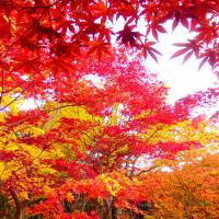 どこかにマイルで紅葉を見に1ヶ月ぶりの北海道　１日目はレンタカーで巡る