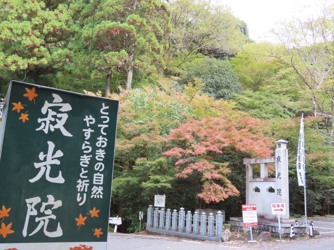 尾張のもみじでら【寂光院】青モミジと紅葉