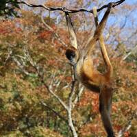 再びカピバラ露天風呂見物　in　シャボテン動物公園