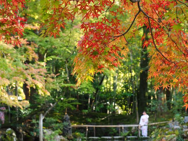 2023京都紅葉パトロール　いまこんな感じ（大原・南禅寺付近）