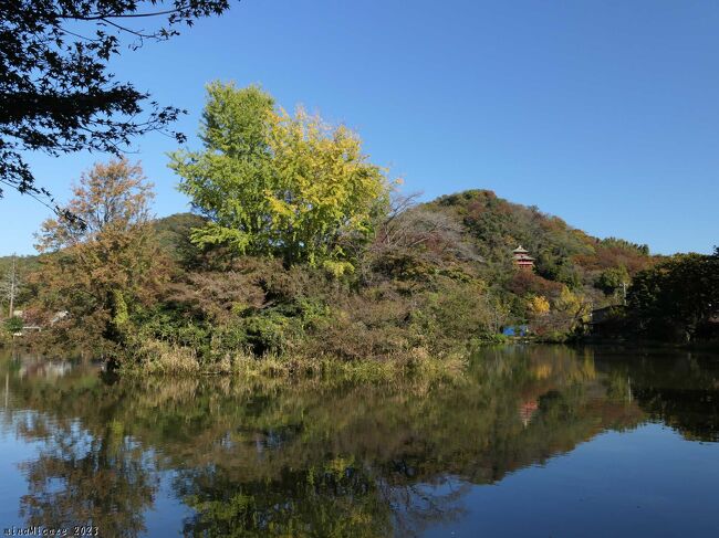 栃木県佐野市の「赤見フィッシングフラワーパーク」へ、紅葉を見に行きました。木々の葉は色付き始めていましたが、まだ少しだけで、見頃前でした。<br /><br />帰宅後、佐野市観光協会のホームページの紅葉情報を見たら、「出流原弁天池・磯山弁財天」は、2023年11月13日現在、「一部色づき始めていますが、青葉が中心で見頃前」と書かれていました。<br /><br />昨年(2022)の紅葉情報を見ると、11月18日は「まもなく見頃」、11月22日から12月6日までが「見頃」でした。
