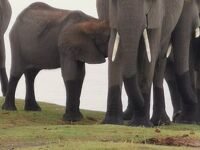 南アフリカ2023･･･（4）チョベ国立公園（ボツワナ）でジープサファリ　ゾウはウジャウジャ、ライオンは･･･