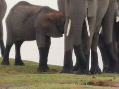 野生動物