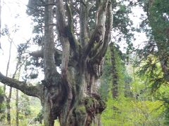 隠岐諸島への旅　（1）島後　隠岐空港～白島崎、水若酢神社