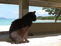 前回は雨だったのでリベンジの竹富島【2021/12/11】