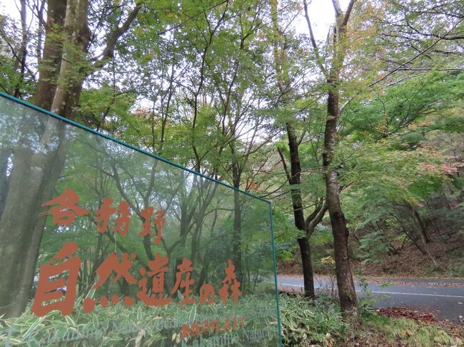 トンネルを越えると【自然遺産の森】と紅葉<br /> 岐阜県各務原市の各務野自然遺産の森は 草地や森・池・川など里山をまるごと残してあるのでピクニックなど家族ずれで楽しめて散策や自然観察が出来るお気に入りの場所です<br />