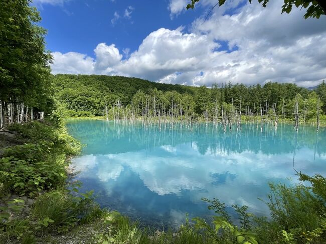 2023年 青い池に行きたくて...母と行く北海道②念願の青い池へ！～旭山動物園と美瑛＆富良野欲張りプラン～