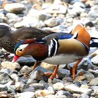 日野町交流センターリバーサイドひのに宿泊してオシドリ初撮影