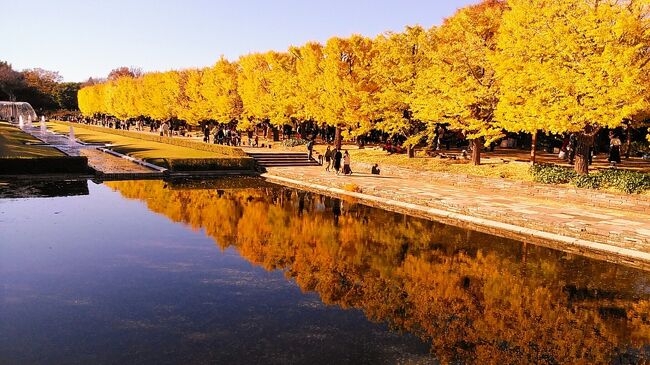 2023年11月19日 昭和記念公園の紅葉に銀杏は見頃ですね！ホテルはお気に入りの日航立川東京