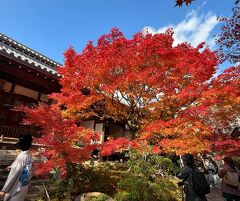 ⑨マダムの　絶景の京都　ライトアップと15社寺めぐり３日間　２日目の２　常寂光寺