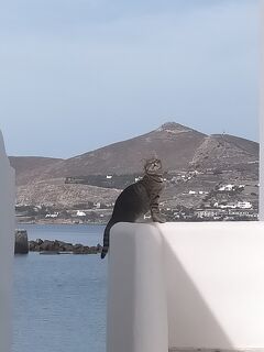 2023.10 ギリシャの島で猫まみれ ３話 パロス島のパリキアを散歩