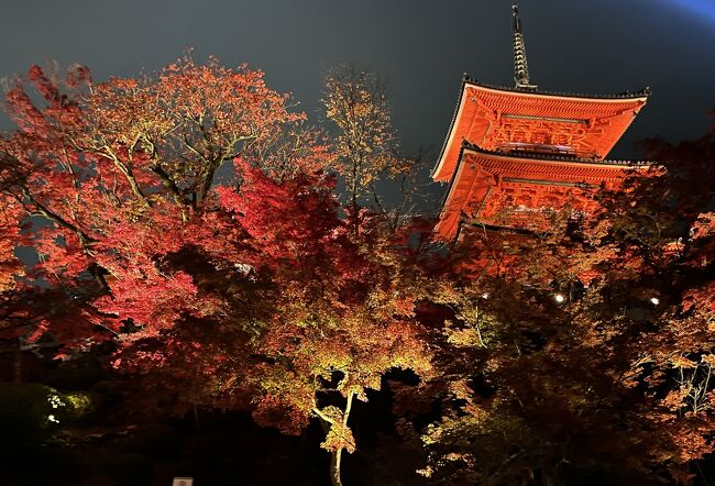  2023年11月27日（月）～29（水）JTB主催「醍醐寺ライトアップ特別優先拝観　地元のバス会社の案内で巡る絶景の京都15社寺めぐり3日間」に参加しました。紅葉真っ盛りの3日間、朝から夜まで、赤と黄色と緑に染まって、紅葉とライトアップを堪能しました。その3日間の旅行記です。<br />　今年3月末には、京都駅前ホテルに連泊し、個人で桜巡りをしました。ゆったりと自分のペースで回るという利点はあったものの、元々の方向音痴に加え、公共交通機関で回るため、乗り継ぎに時間がかかり、1日2、ないしは３つの観光地しか回れず、歩きくたびれました。それで、秋は効率的にあちこち回ろうと考え、3日間で15か所も回り、最終日は東京駅22：42時着となるこのツアーに申し込みました。①②③・・は旅行記の番号、ＣＭ１２３…はツアーで訪問した社寺の番号、ABC…は、自分で回った場所です。…は徒歩、＝はバス移動の意味です。⑳までありますので、宜しければご覧ください。主な行程は下記の通りです。<br />11月27日（月）旅行1日目　①自宅・・自宅最寄りの駅ー東京発11：00のぞみ225号　京都着13：15　②CM１◎南禅寺・・③CM2◎哲学の道・・CM３◎法然院…④Ａ銀閣寺＝CM４⑤●清水寺（ライトアップ夜間特別拝観）Ｂ月の庭＝⑥都シティ近鉄京都駅2連泊（自由夕食）<br />28日（火）2日目　⑦ホテル＝⑧CM５●天龍寺・・⑨Ｃ◎嵐山常寂光寺…⑩Ｄ二尊院…（自由昼食）＝⑪CM６◎北野天満宮＝⑫CM７◎上賀茂神社＝⑬CM８●青蓮院門跡＝⑭CM９●醍醐寺（一般の入場より早いライトアップ特別優先拝観）＝ホテル（自由夕食）<br />29日（水）3日目　ホテル＝⑮CM10◎金戒光明寺＝Ｅ岡崎神社＝⑯Ｆ宇治神社・・CM11◎宇治上神社・・⑰CM12●平等院（自由昼食）＝⑱CM13●東福寺＝⑲ＣＭ14おたべ本店＝CM15川勝漬物店＝⑳CM16●東寺＝（自由夕食）京都発　20：30東京着22：42ー次女宅泊ー自宅