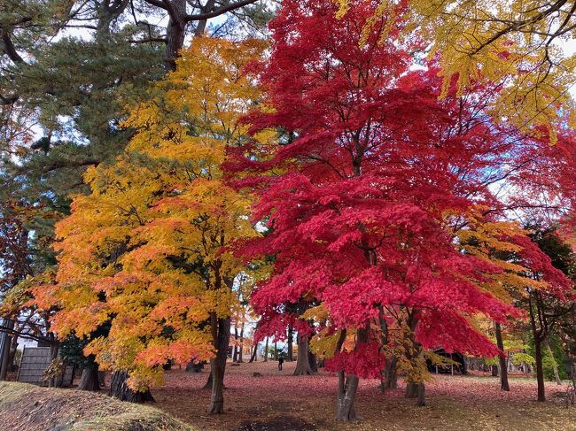 21函館　2日連続紅葉の香雪園へ行く