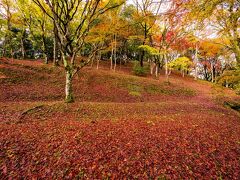 用作公園の紅葉(再訪）　2023